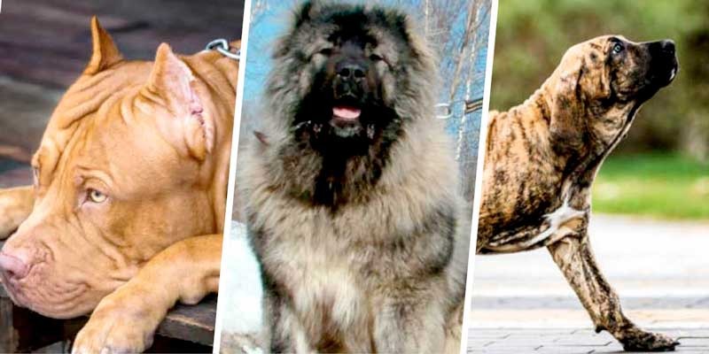 As 13 raças de cachorros mais perigosas do mundo